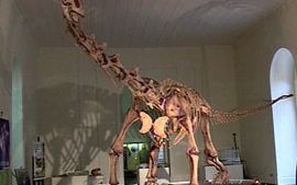 Maxakalisaurus — Autres saurischiens