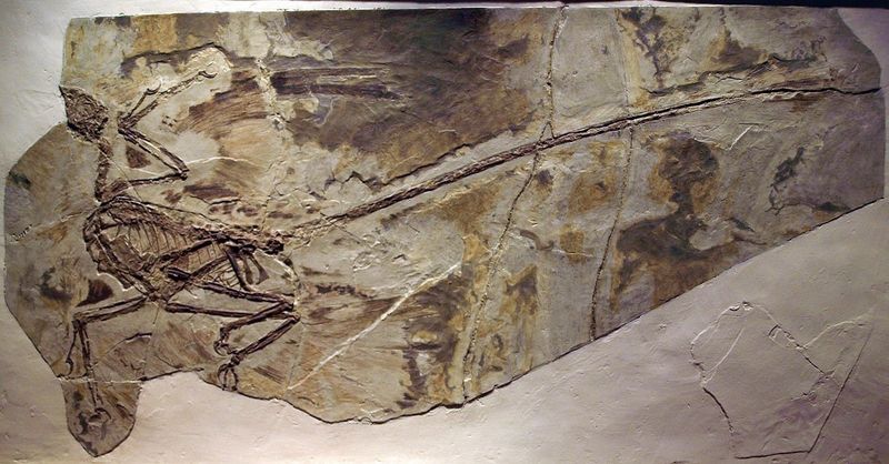 Microraptor — Théropodes