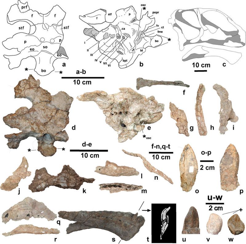 Mierasaurus — Autres saurischiens