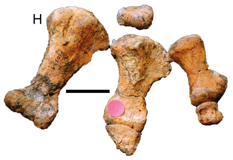 Minmi — Autres ornithischiens