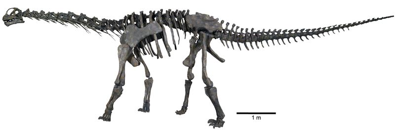 Moabosaurus — Autres saurischiens
