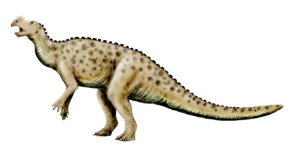 Muttaburrasaurus — Autres ornithischiens