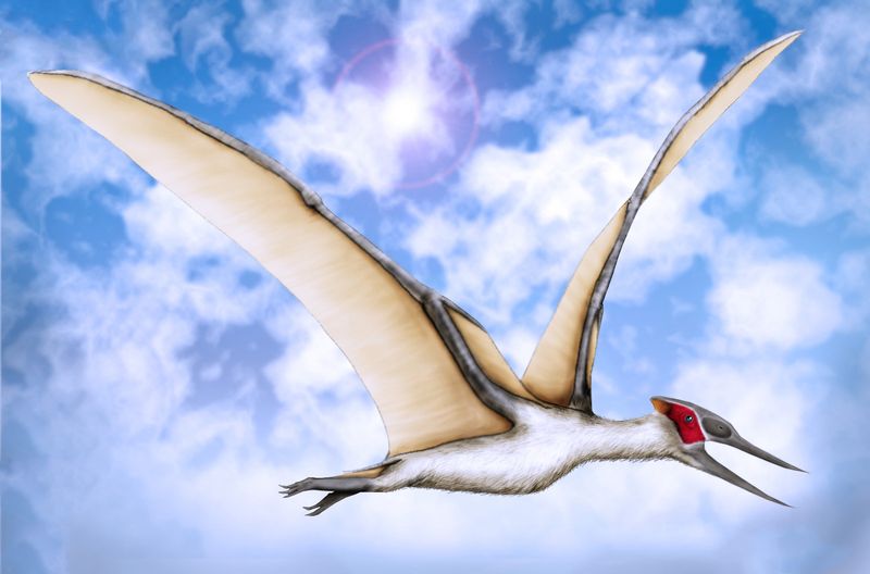 Muzquizopteryx — Ptérosaures