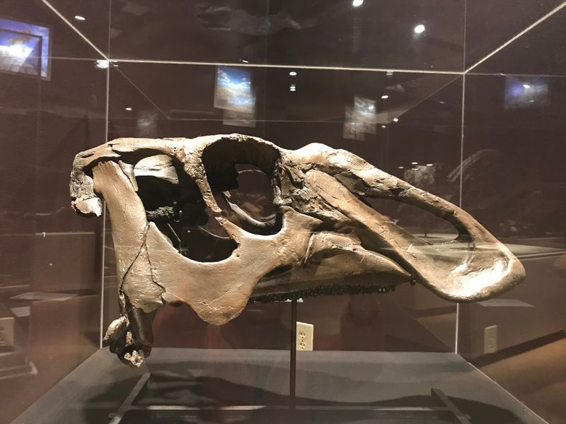 Naashoibitosaurus — Autres ornithischiens