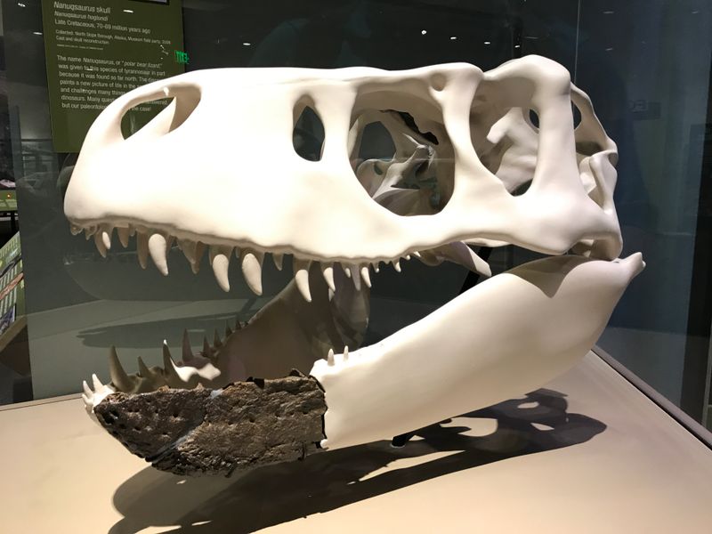 Nanuqsaurus — Théropodes