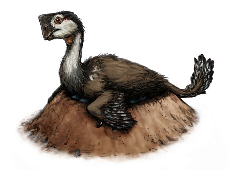 Nemegtomaia — Théropodes