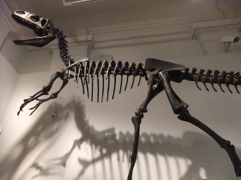 Neovenator — Théropodes