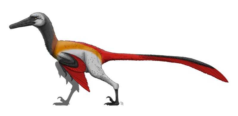 Neuquenraptor — Théropodes