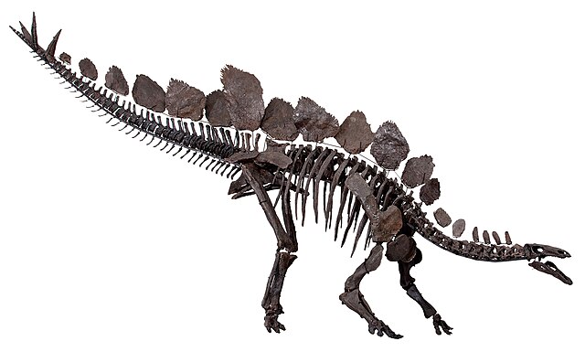 Squelette ou fossile de Stégosaure