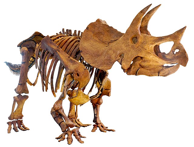 Squelette ou fossile de Tricératops