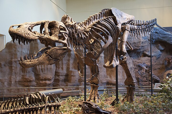 Tyrannosaure