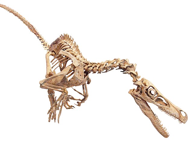Vélociraptor